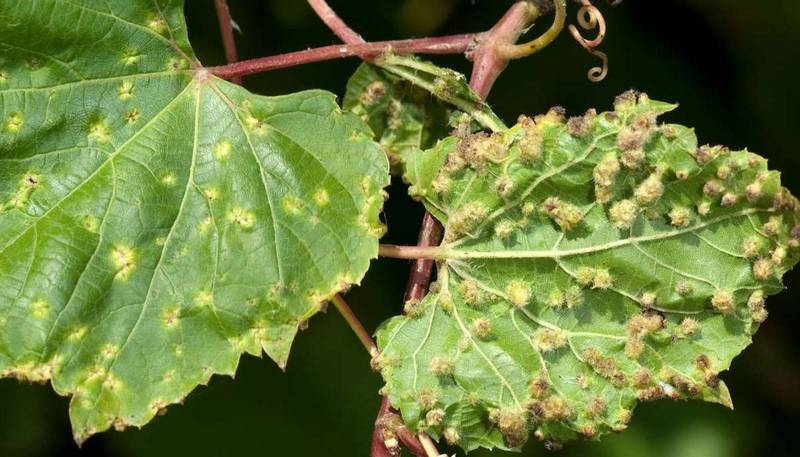 Виноградная филлоксера Viteus vitifoliae (Fitch) обнаружена в Ростовской области