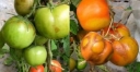 Об обнаружении вируса в томатах, поступивших на территорию Астраханской области