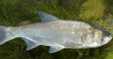В 6 образцах рыбы обнаружены паразитические объекты