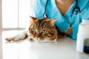 Что нужно знать хозяевам о вирусе иммунодефицита кошек