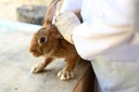 Профилактика поможет уберечь кроликов от миксоматоза