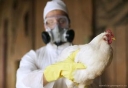 Высокопатогенный грипп птиц: особенности заболевания и меры профилактики