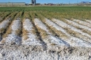 В Астраханской области контролируют уровень засоления почв