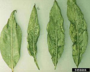 Черавирус рашпилевидности листьев черешни