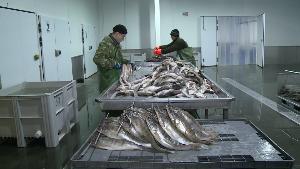 Ветеринарно-санитарное обследования предприятий рыбной отрасли Астраханской области