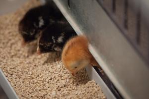 О выявлении кокцидиостатиков в корме для цыплят