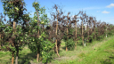 Распространение карантинного заболевания плодовых деревьев удалось вовремя остановить