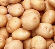 Картофель из Липецкой области оказался с золотистой картофельной нематодой