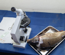 Специалисты Астраханского филиала начали осваивать методики по органолептической оценке рыбы, нерыбных объектов и продукции из них