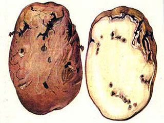 Некоторые особенности выращивания картофеля