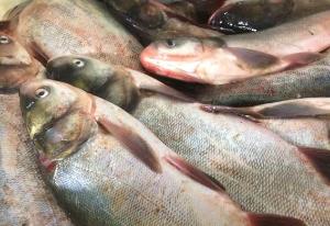 Об обнаружении в образце рыбы охлажденной антибиотика – хлорамфеникола