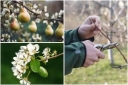 Три главных правила ухода за грушами весной