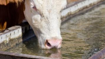 Гигиена водоснабжения сельскохозяйственных животных