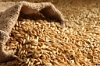 Обнаружения партий зерна, засоренных семенами горчака на территории Волгоградской области