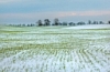 Физиологические особенности озимой пшеницы в зимне-весенний период. Влияние агрохимических мероприятий на условия перезимовки и урожайность.
