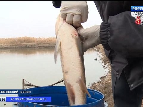 О мониторинге прудовых хозяйств в Астраханской области