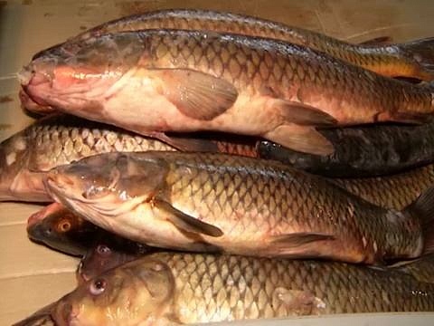 Выявление рыбы с содержанием антибиотика «Астрахань 24»