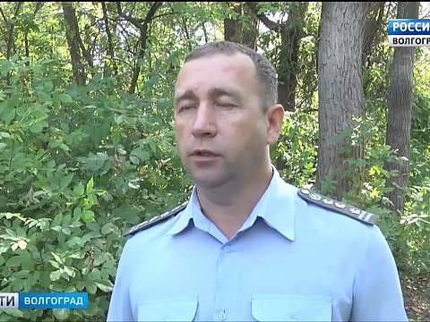 Опасный вредитель ясеня атакует волгоградские леса