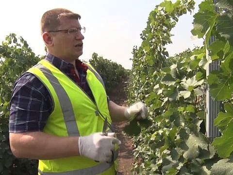 Филлоксера - угроза виноградников